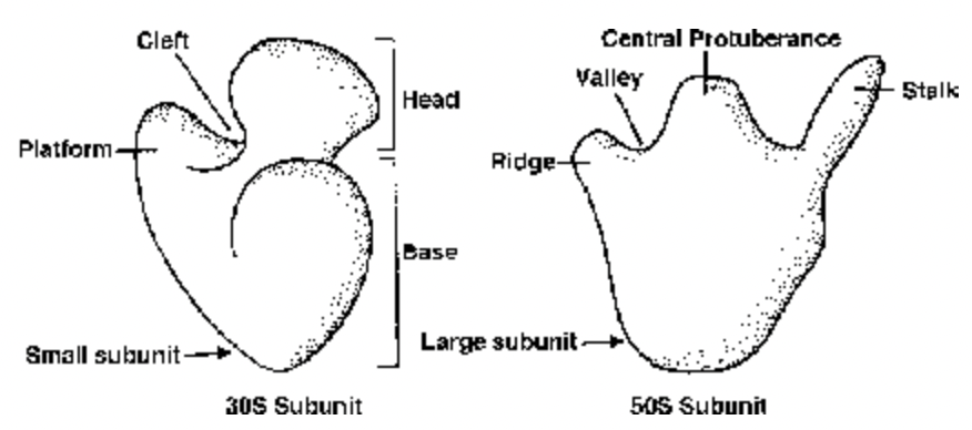 Ribosomes/Palade Particles/Protein Factories